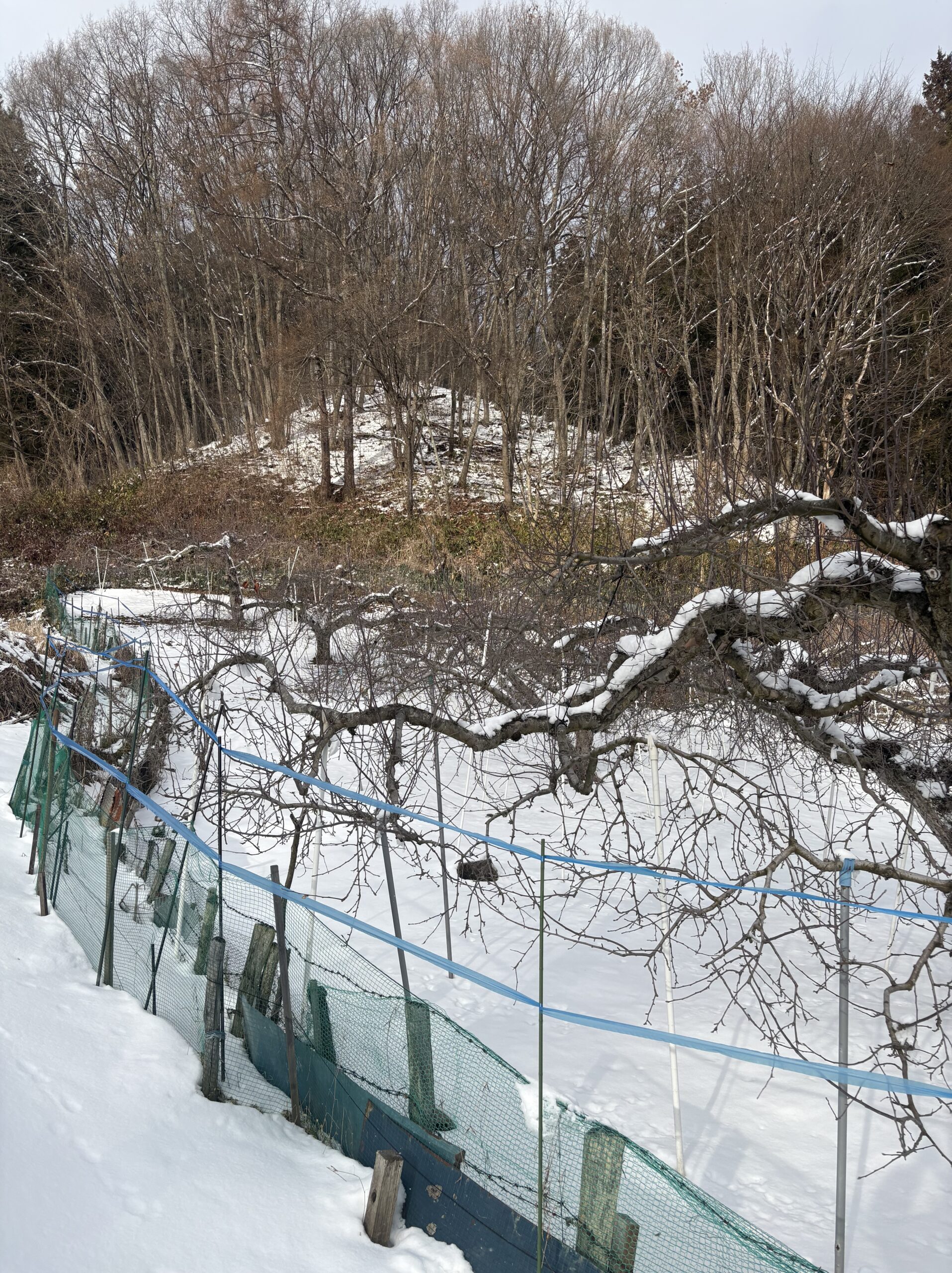 獣対策しました。(^...